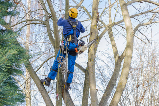 Best Fruit Tree Pruning  in Heber Overgaard, AZ