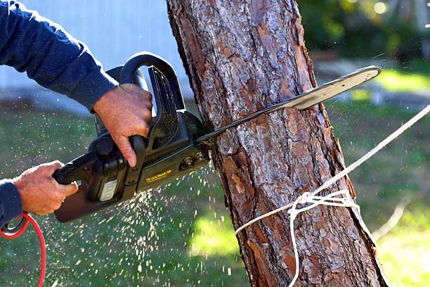 Best Arborist Consultation Services  in Heber Overgaard, AZ